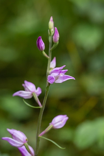 _16C7626 Red Helleborine.jpg